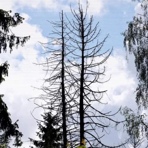 Nur wenige Bäume gesund: Bundesregierung sieht Waldlage weiter kritisch