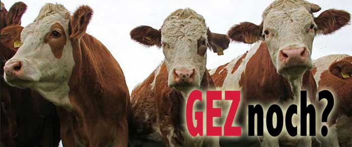 Grafing: Landwirt zahlt GEZ-Gebühren für seine Kühe