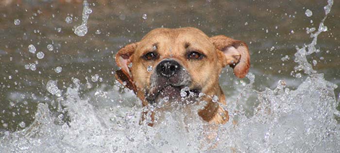 Polizeiposse in Suhl: Mann rettet seinen Hund aus Teich und bekommt Anzeige