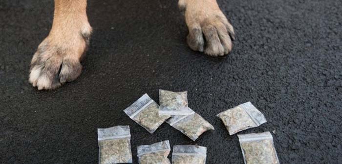 Grüner Justizsenator streicht 80.000 Euro für Drogenspürhunde in Berliner Gefängnissen
