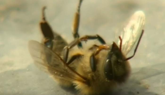 Alarmierendes Bienensterben: EU verbietet bestimmte Pestizide