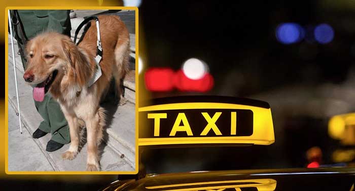 Berlin: Muslimische Taxifahrer verweigern Transporte von Blindenhunden