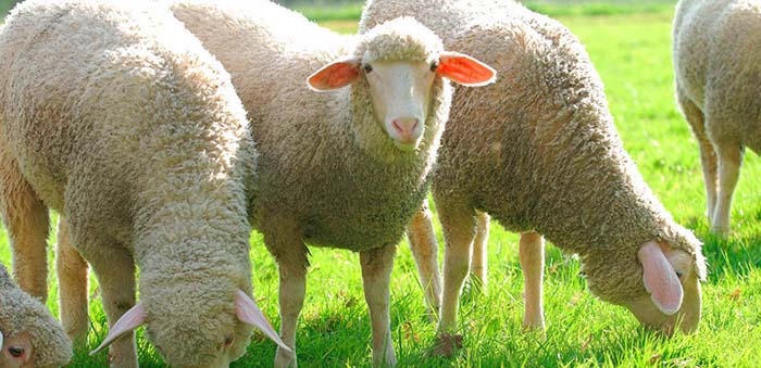 Velden: Dunkelhäutiger Mann missbraucht trächtiges Schaf – Tier musste vom Leid erlöst werden
