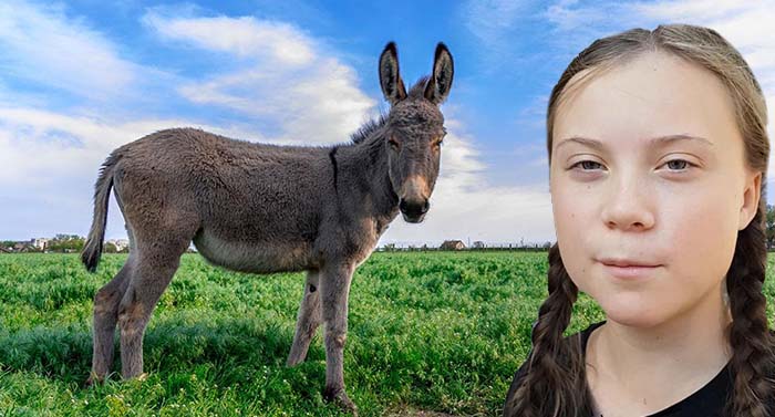 Gutes Angebot für unseren Ökosäugling: Verein bietet Greta Thunberg Esel zur Weiterreise an
