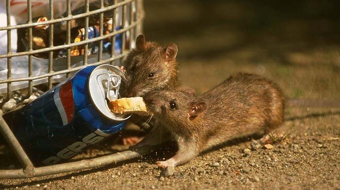 Wer macht denn sowas? Rattenplage in Kölner Problemviertel: Mieter werfen Müll aus dem Fenster