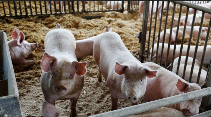 Der irre Krieg der Grünen gegen die Bauern: Vernichtung der Schweine-Zucht